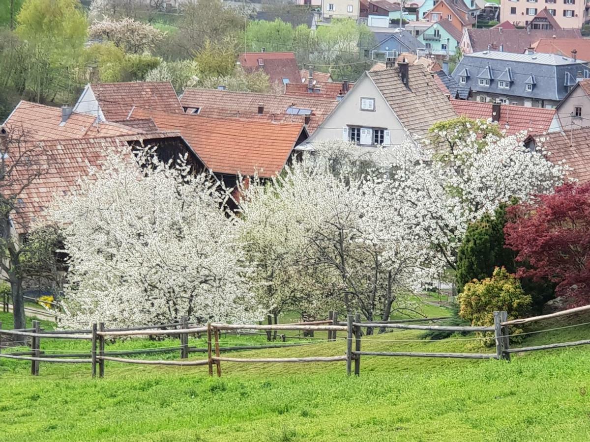 Petit Week End Dans La Vallee Breitenbach-Haut-Rhin Екстериор снимка