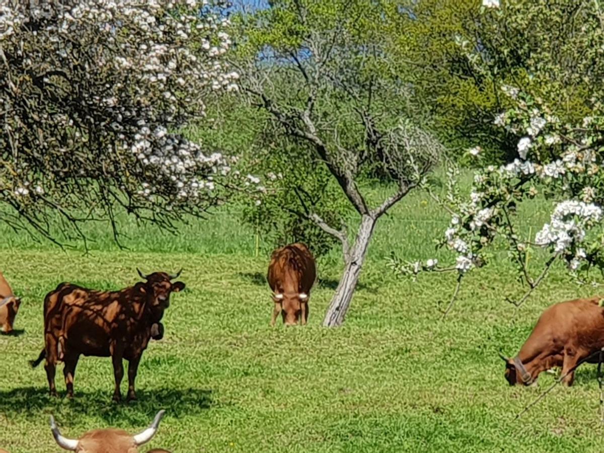 Petit Week End Dans La Vallee Breitenbach-Haut-Rhin Екстериор снимка